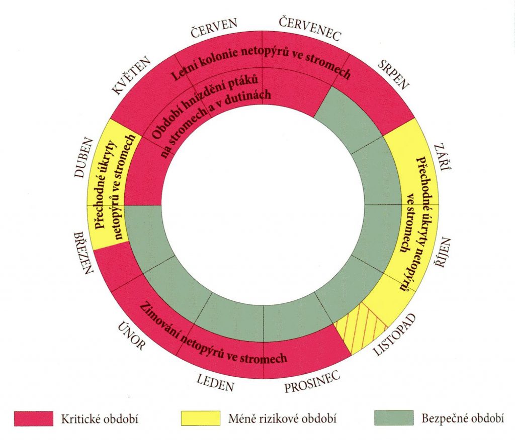 Roční cyklus stromu s vyznačením kritických období z hlediska netopýrů (vnější kruh) a ptáků (vnitřní kruh)